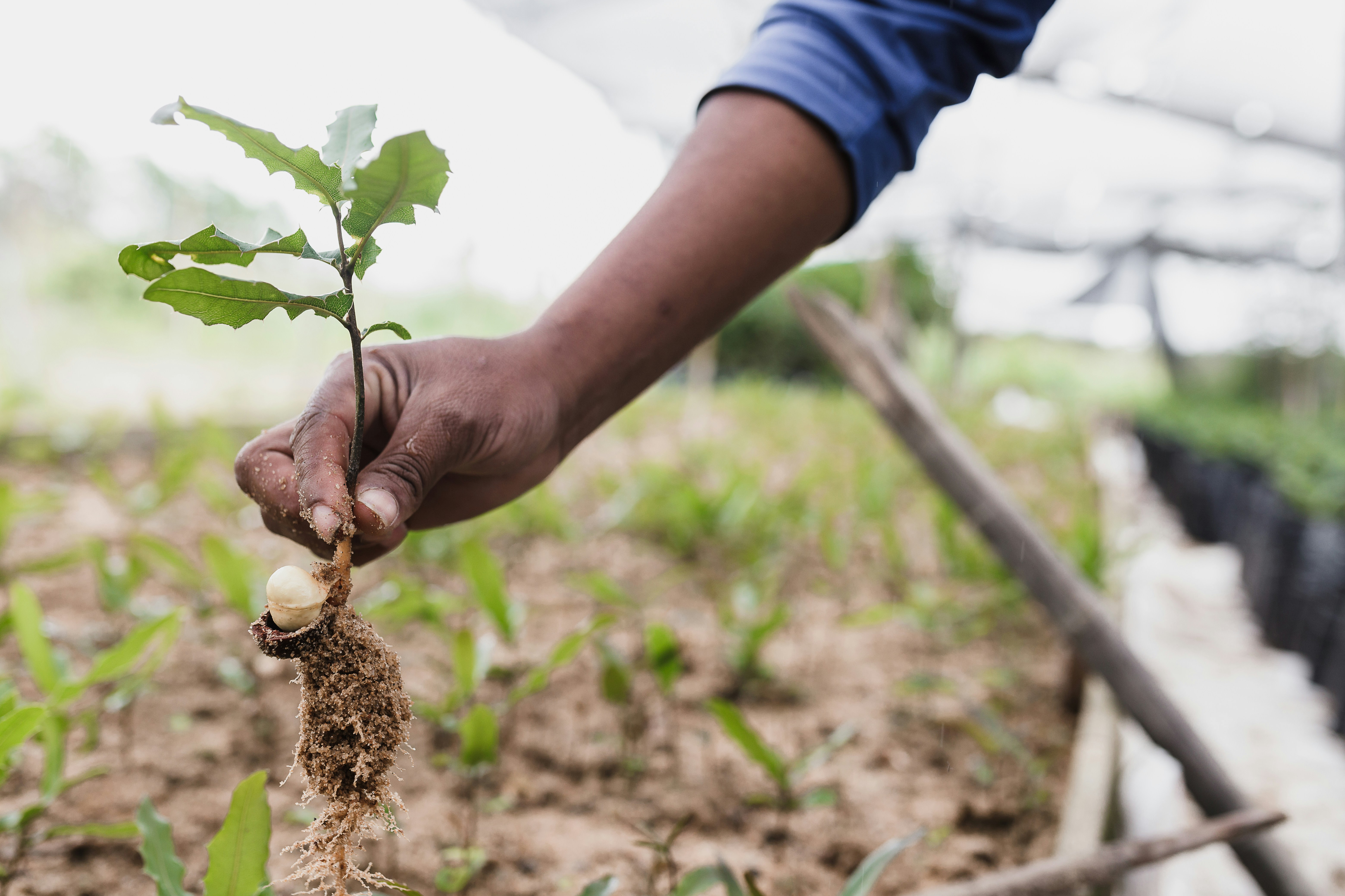 Community-Led Tree Plantation Drives