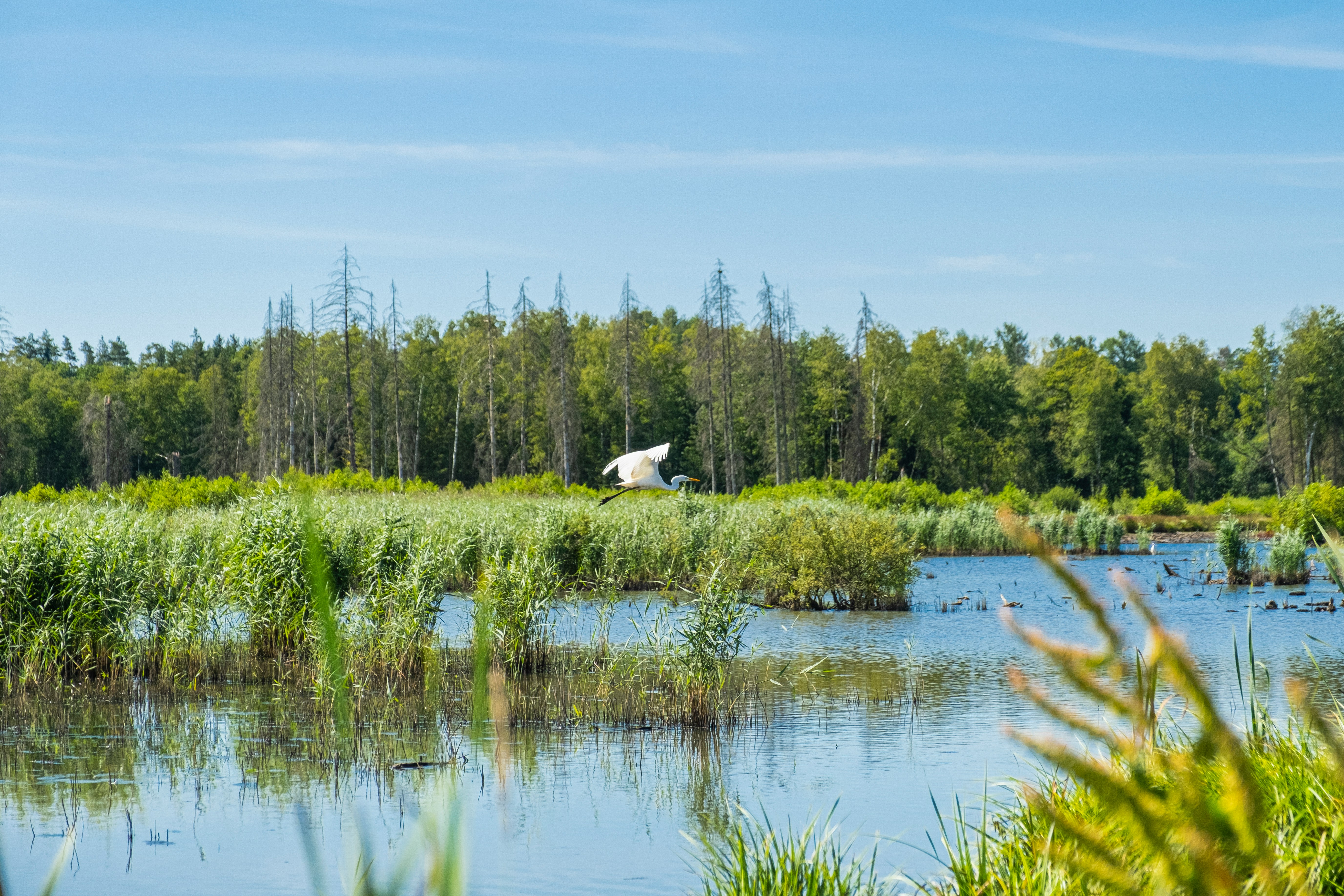 Biodiversity Protection & Awareness